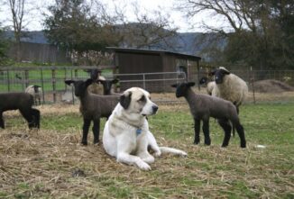 Anatolian Shepherd Dog: Guardian of the Livestock